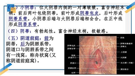 粉穴|超过 80000 张关于“女性 生殖器官”和“女性”的免。